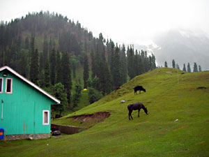 Sonamarg View